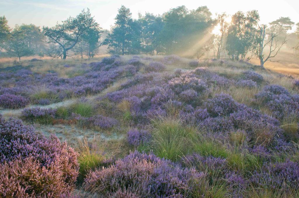 Landhuisjes Bij De Wouterbron Villa Opglabbeek Esterno foto